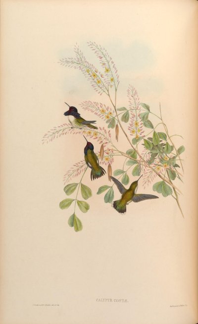 Calypte costae - John Gould